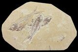 Multiple Fossil Fish (Knightia & Diplomystus) - Wyoming #60164-1